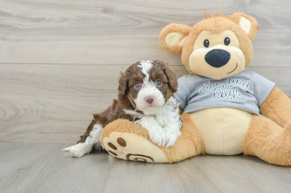 5 week old Mini Aussiedoodle Puppy For Sale - Premier Pups