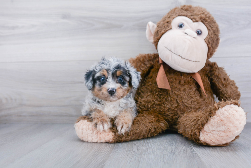 Mini Aussiedoodle Puppy for Adoption