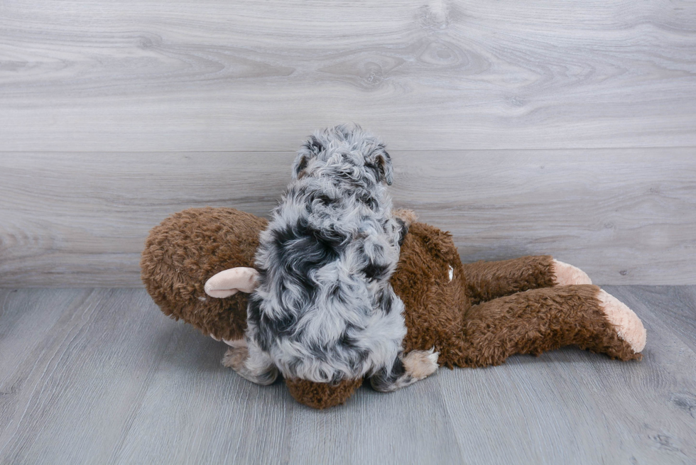 Energetic Aussiepoo Poodle Mix Puppy