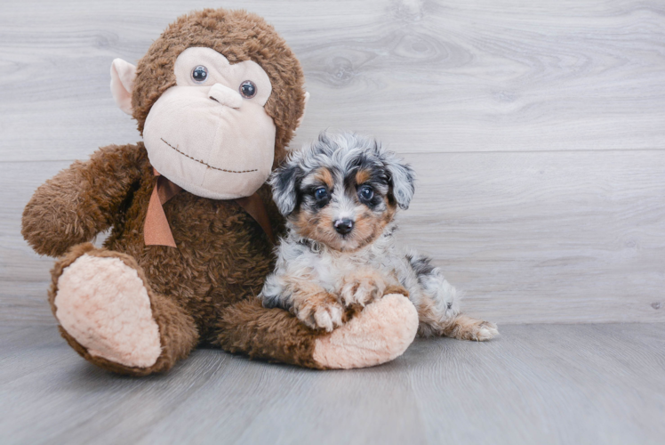 Friendly Mini Aussiedoodle Baby