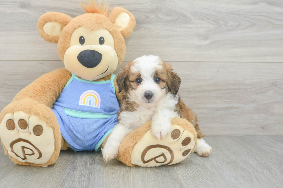 5 week old Mini Aussiedoodle Puppy For Sale - Premier Pups