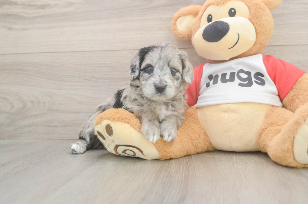 5 week old Mini Aussiedoodle Puppy For Sale - Premier Pups