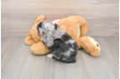 Mini Aussiedoodle Puppy for Adoption