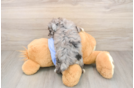 Mini Aussiedoodle Puppy for Adoption