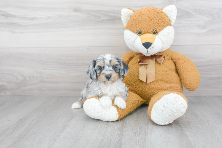 Fluffy Mini Aussiedoodle Poodle Mix Pup