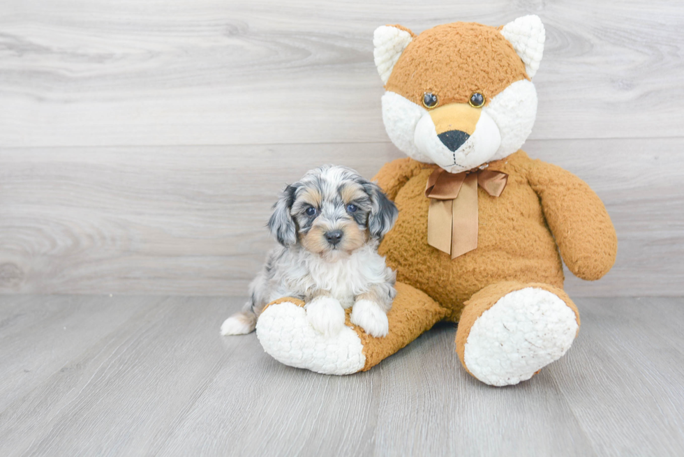 Fluffy Mini Aussiedoodle Poodle Mix Pup