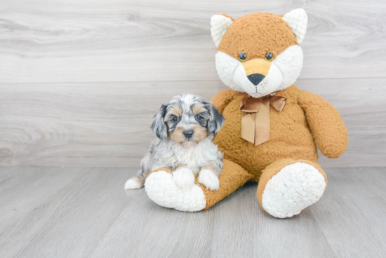 Fluffy Mini Aussiedoodle Poodle Mix Pup