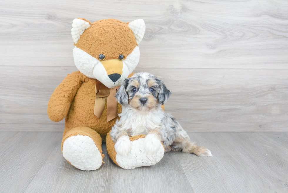 Adorable Aussiepoo Poodle Mix Puppy