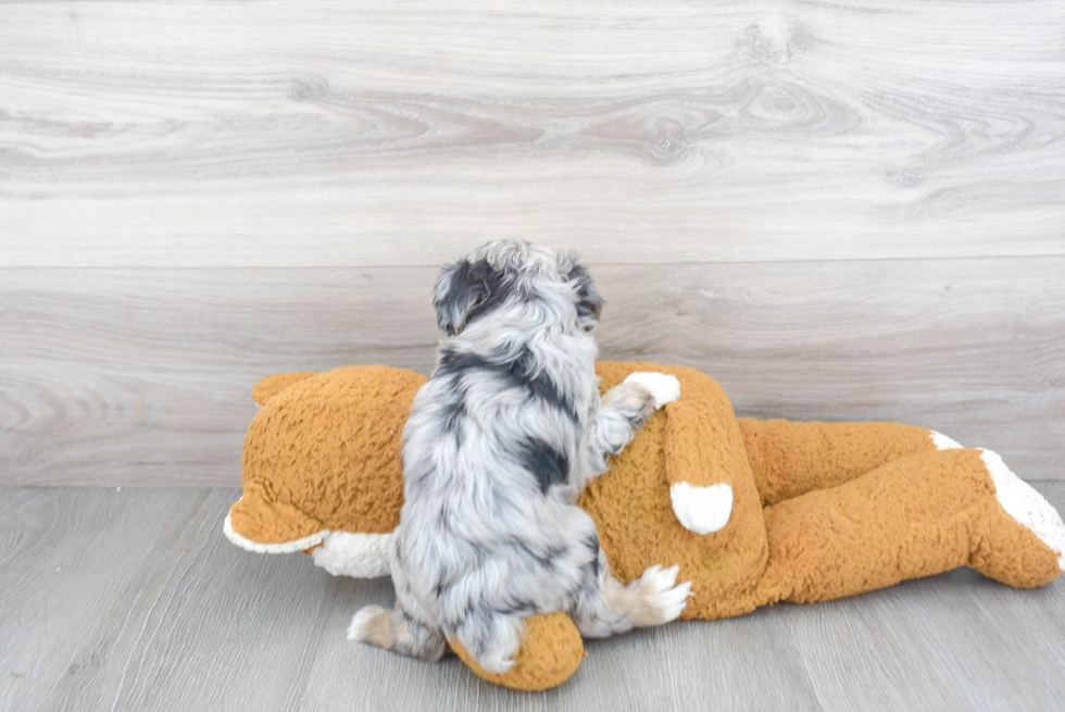 Mini Aussiedoodle Pup Being Cute