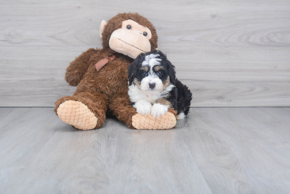 Mini Aussiedoodle Puppy for Adoption