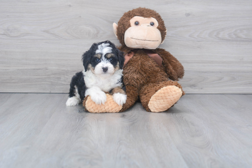 Best Mini Aussiedoodle Baby