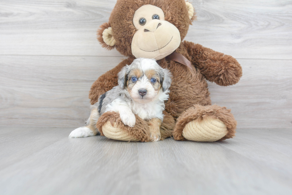 Funny Mini Aussiedoodle Poodle Mix Pup