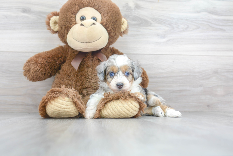 Mini Aussiedoodle Pup Being Cute