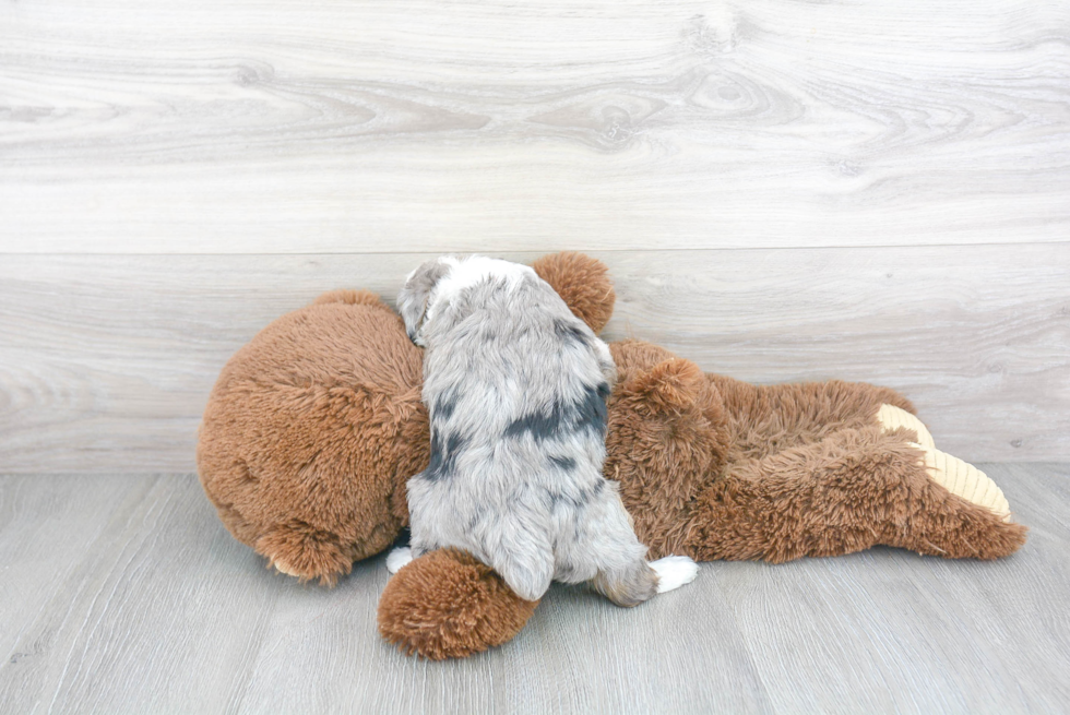 Funny Mini Aussiedoodle Poodle Mix Pup