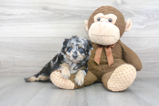 Best Mini Aussiedoodle Baby