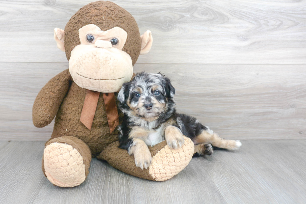 Popular Mini Aussiedoodle Poodle Mix Pup