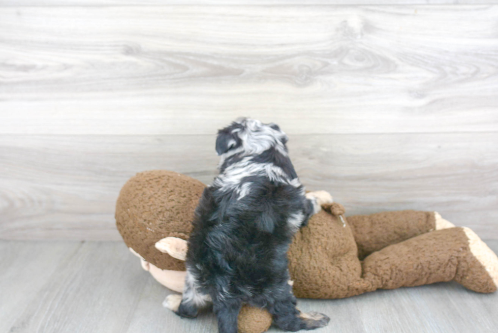 Mini Aussiedoodle Pup Being Cute