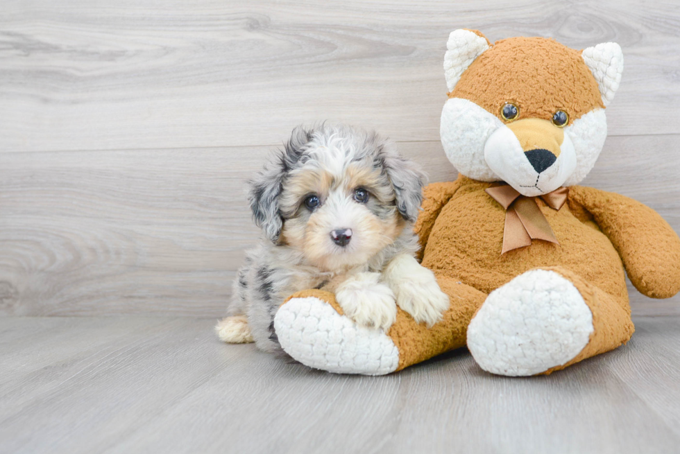 Best Mini Aussiedoodle Baby