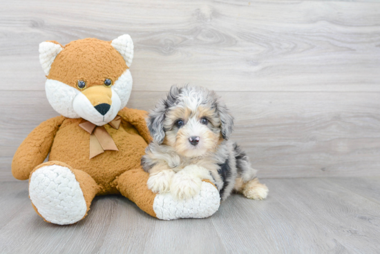 Mini Aussiedoodle Pup Being Cute