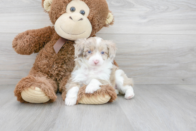 Best Mini Aussiedoodle Baby