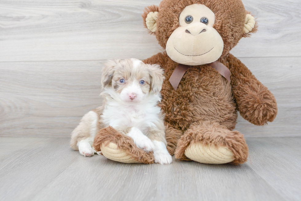 Best Mini Aussiedoodle Baby