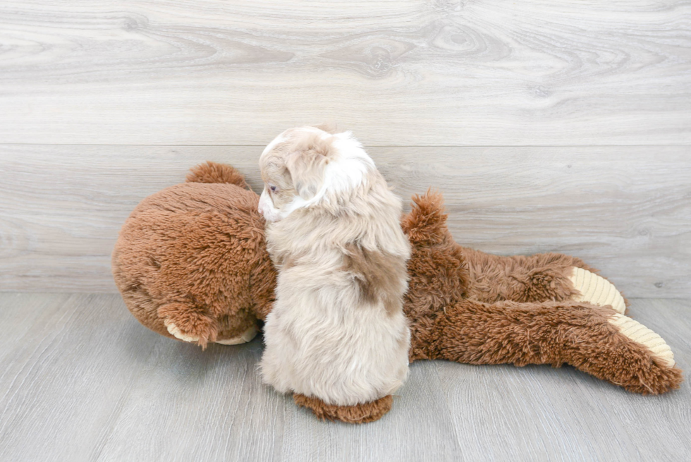 Hypoallergenic Aussiepoo Poodle Mix Puppy