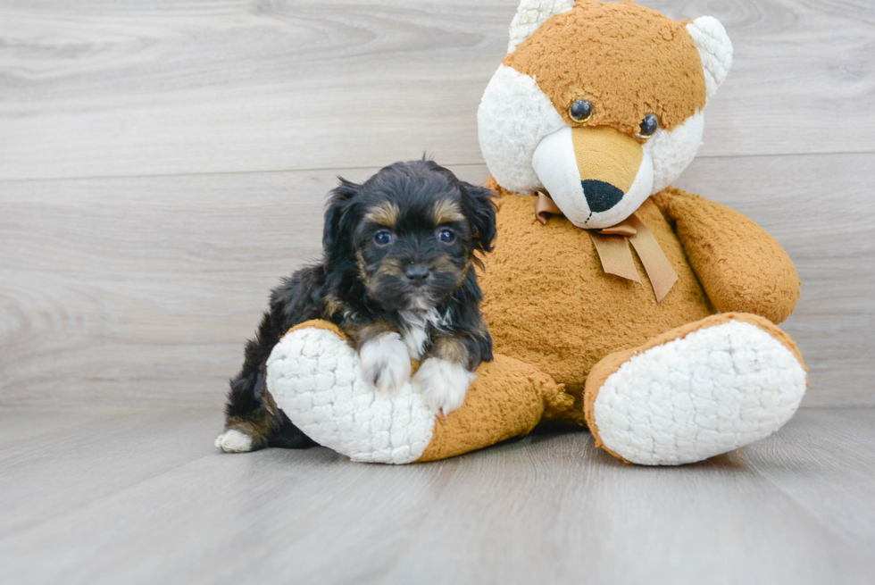 Energetic Aussiepoo Poodle Mix Puppy