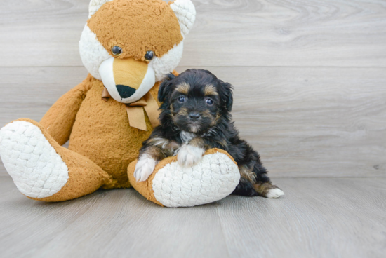 Best Mini Aussiedoodle Baby