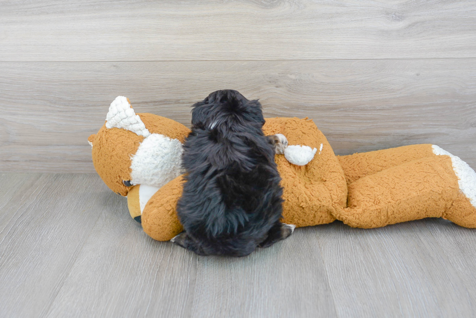 Little Aussiepoo Poodle Mix Puppy