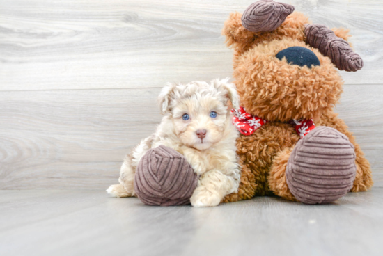 Mini Aussiedoodle Puppy for Adoption