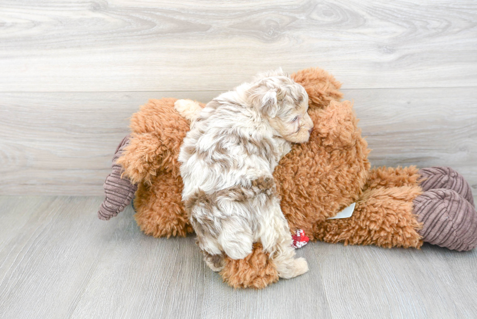 Little Aussiepoo Poodle Mix Puppy