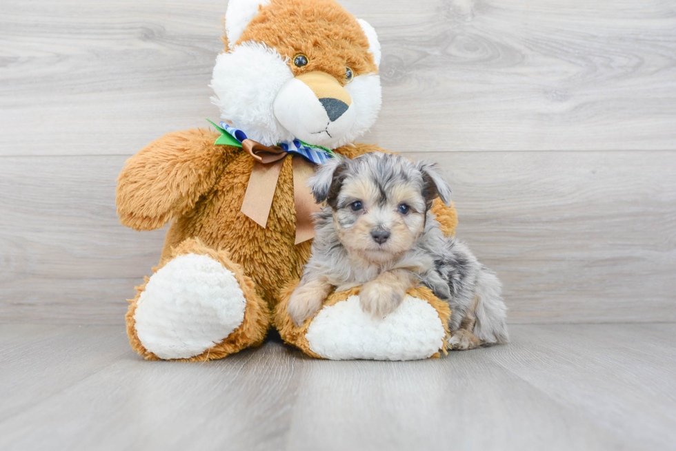 Best Mini Aussiedoodle Baby