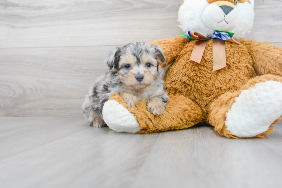 Happy Mini Aussiedoodle Baby