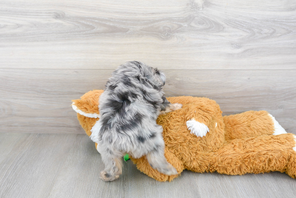 Mini Aussiedoodle Puppy for Adoption