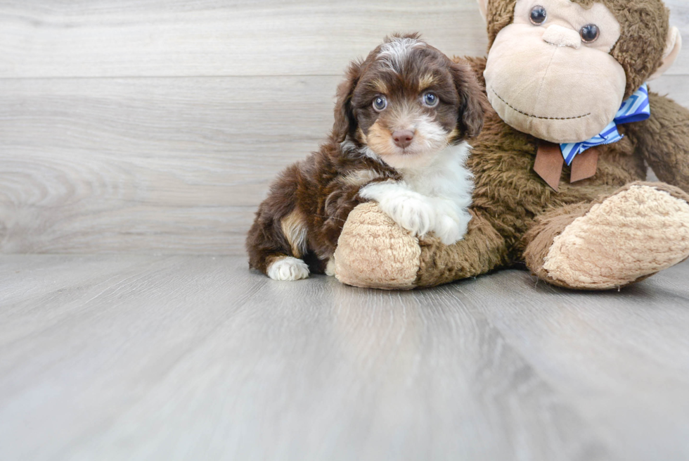 Happy Mini Aussiedoodle Baby