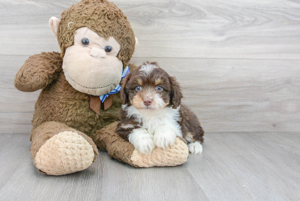 Mini Aussiedoodle Puppy for Adoption