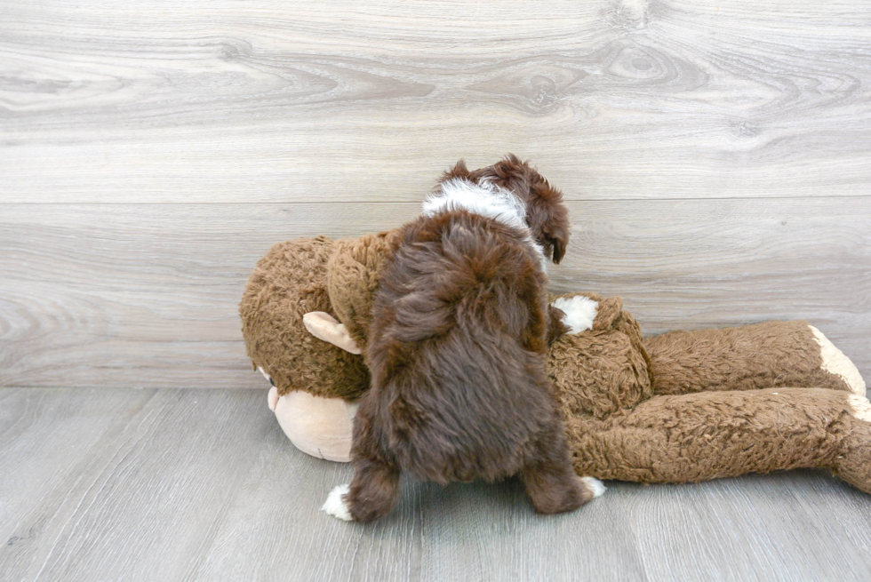 Smart Mini Aussiedoodle Poodle Mix Pup