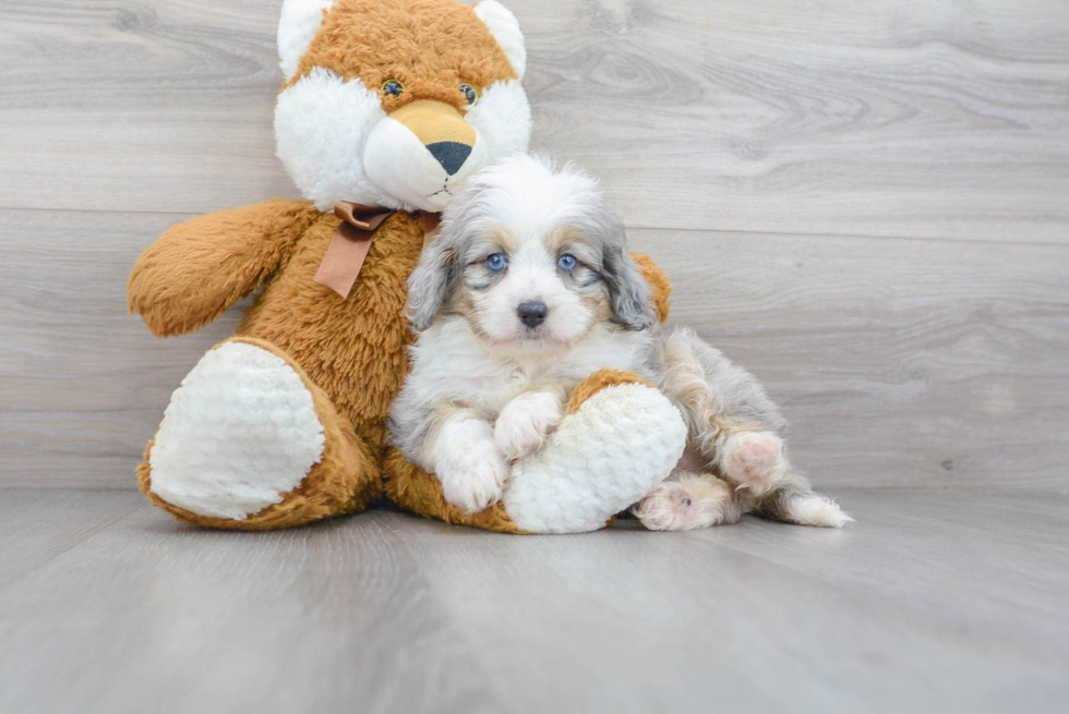 Best Mini Aussiedoodle Baby