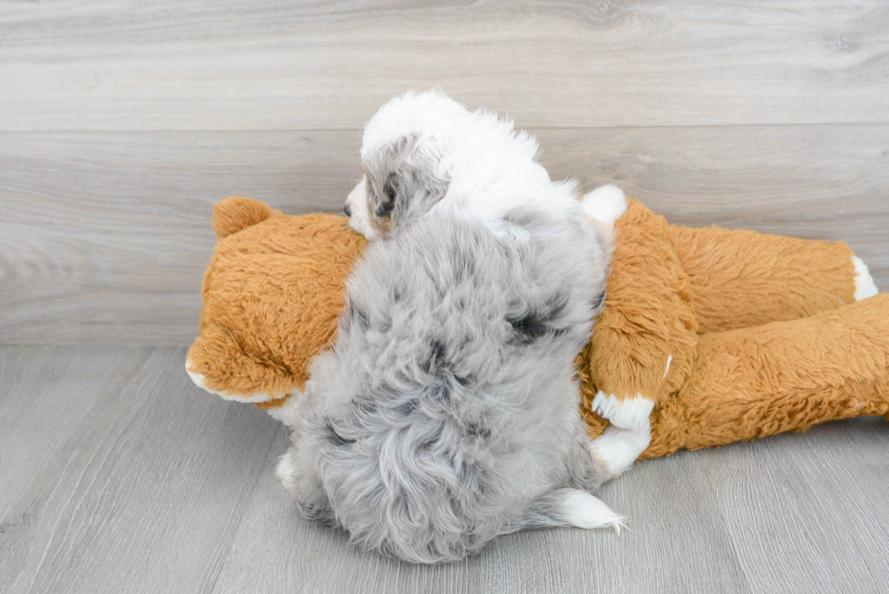 Mini Aussiedoodle Pup Being Cute