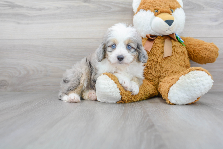 Friendly Mini Aussiedoodle Baby