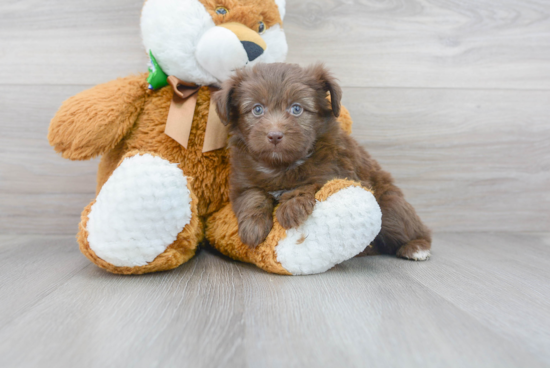 Sweet Mini Aussiedoodle Baby