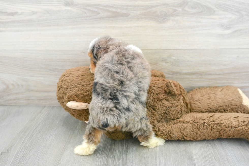 Happy Mini Aussiedoodle Baby