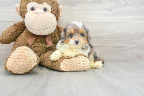 Cute Mini Aussiedoodle Baby