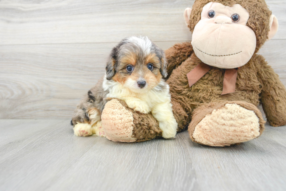 Cute Mini Aussiedoodle Baby