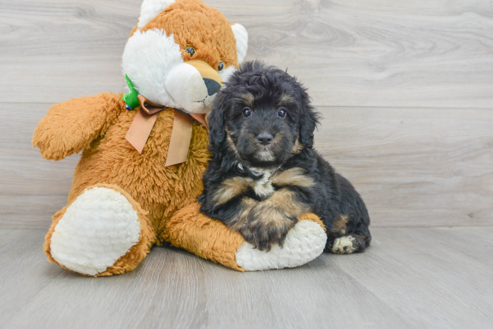 Mini Aussiedoodle Puppy for Adoption