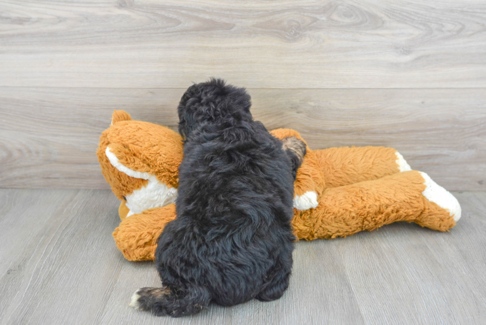 Playful Aussiepoo Poodle Mix Puppy