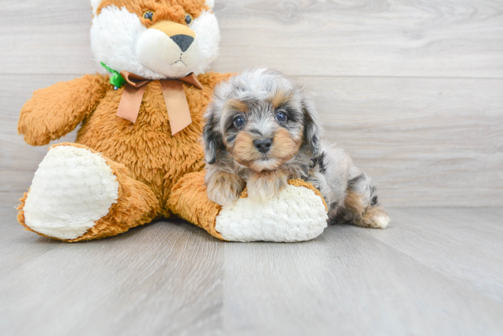 Friendly Mini Aussiedoodle Baby