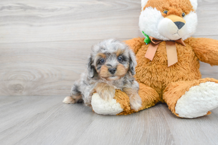 Playful Aussiepoo Poodle Mix Puppy