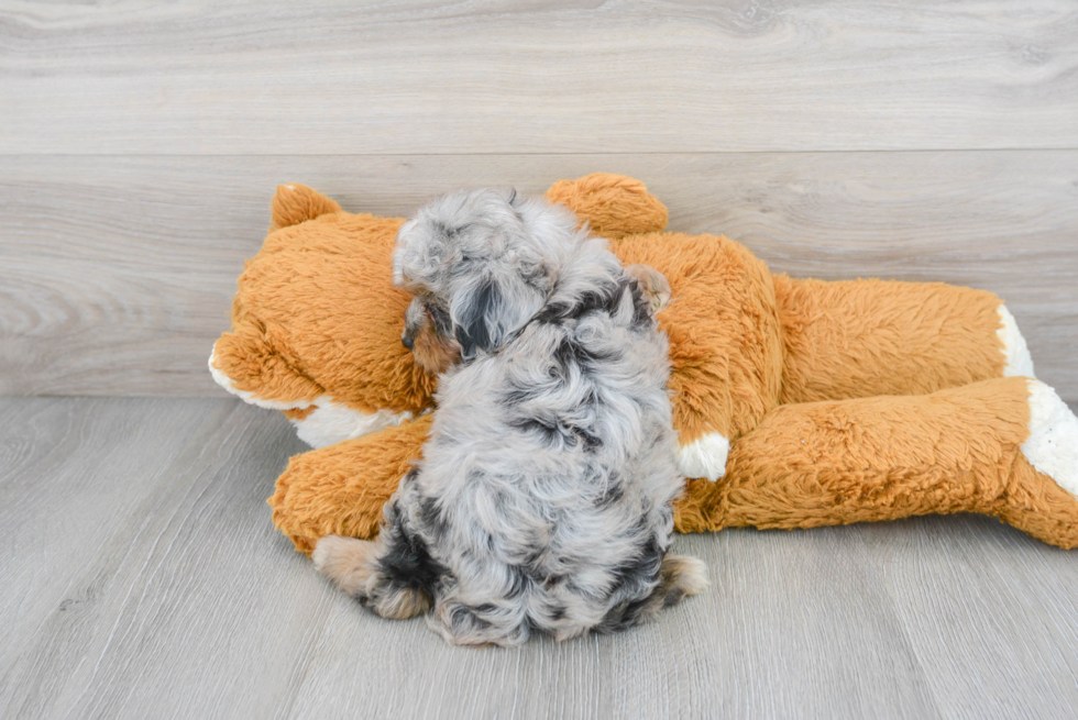 Mini Aussiedoodle Pup Being Cute