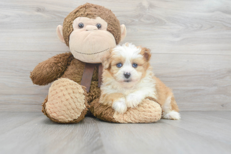 Mini Aussiedoodle Puppy for Adoption